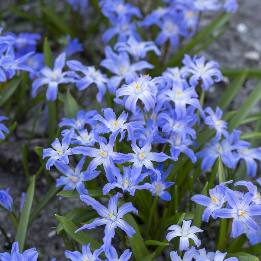 Snöstjärna 'Luciliae'